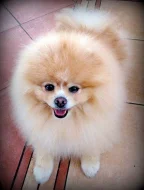 Pomeranian - ke krytí