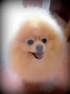Pomeranian - ke krytí