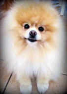 Pomeranian - ke krytí