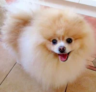 Pomeranian - ke krytí