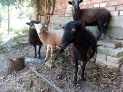 prodám dvě zakrslé ovce