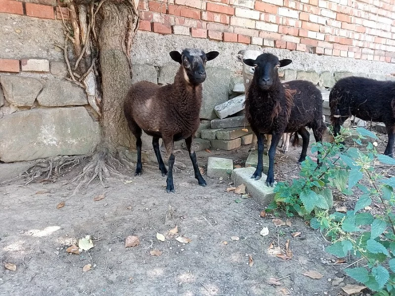 prodám dvě zakrslé ovce