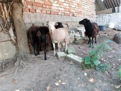 prodám dvě zakrslé ovce