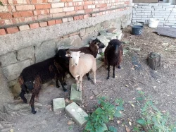 prodám dvě zakrslé ovce