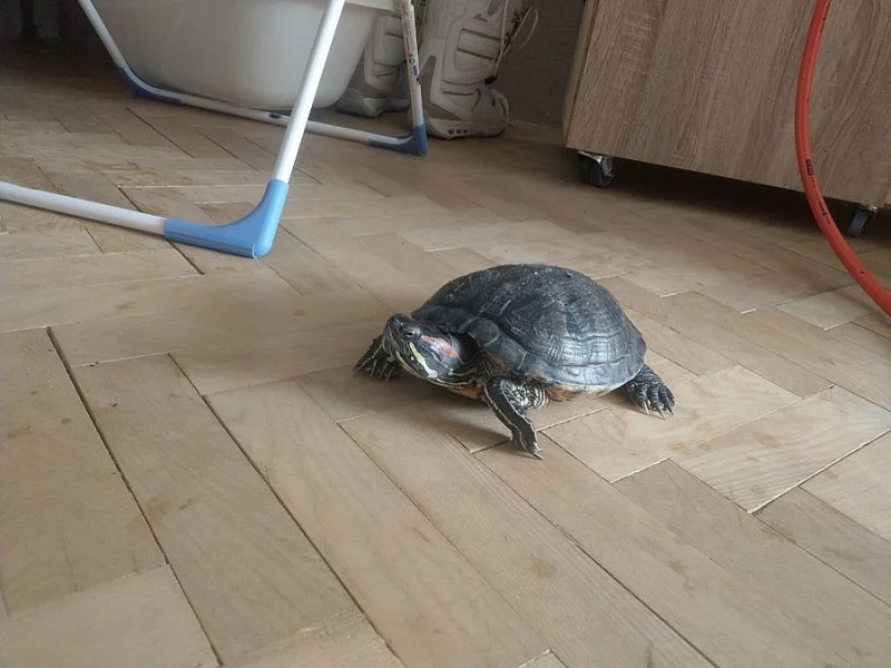 Želvá nádherná věnuji