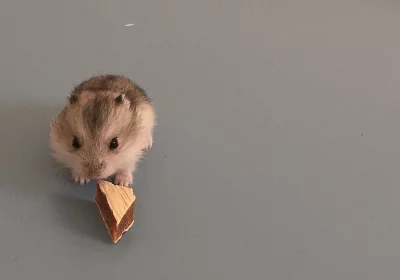 KŘEČÍK DŽUNGARSKÝ daruji