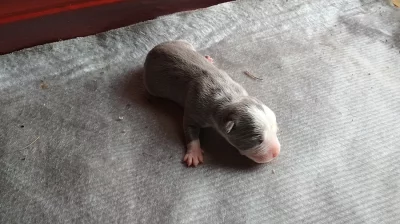 Americký stafordšírský teriér