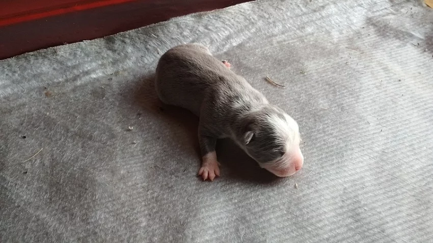 Americký stafordšírský teriér