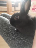 Zakrslý králík černý s klecí
