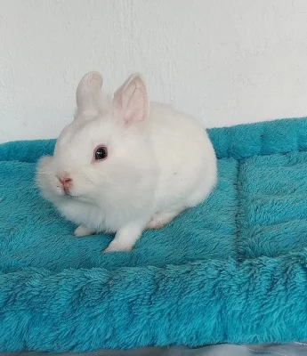 Zakrslý králíček LO, lvíček i krátkosrstý