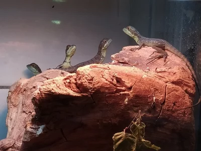 Bazilišek zelený (Basiliscus plumifrons)