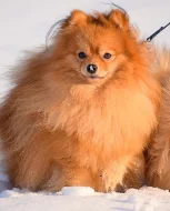 Německý špic malý s PP (FCI) - ke krytí