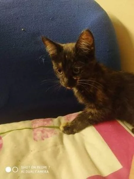 Koťátko černé s flíčkami