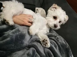 Jorkšírský teriér Biewer Golddust