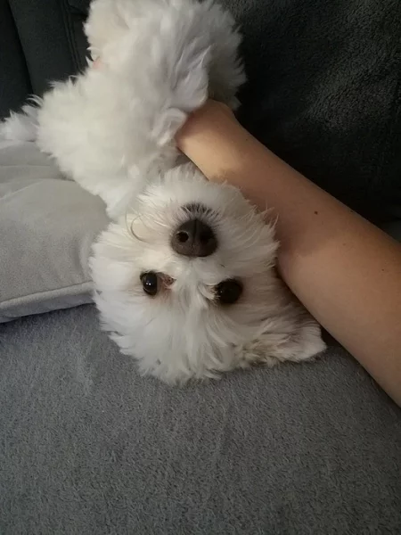 Jorkšírský teriér Biewer Golddust