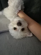 Jorkšírský teriér Biewer Golddust