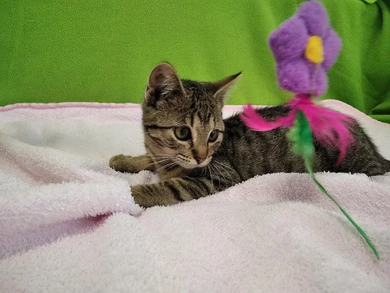 Její výsost princezna Stella se představuje