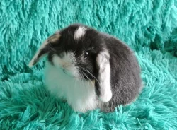 zakrslý králíček-Minilop beránek