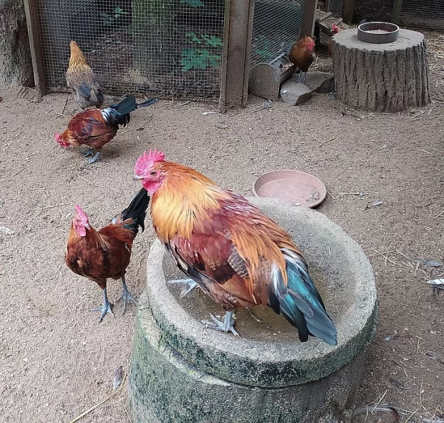 Česká slepice zlatě kropenatá