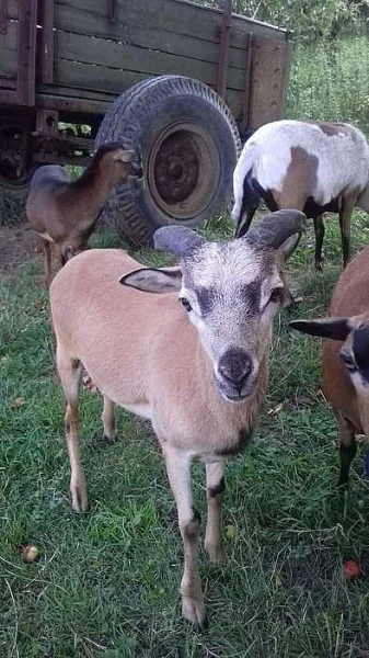 Kamerunský beránek