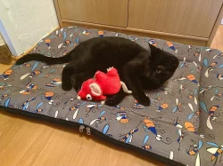 Daruji černou kočičku (1,5 roku)