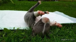 Stafordšírský teriér