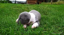 Stafordšírský teriér