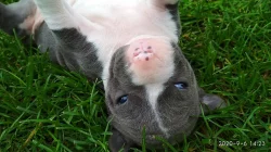 Stafordšírský teriér