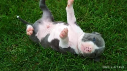 Stafordšírský teriér