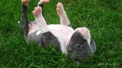 Stafordšírský teriér