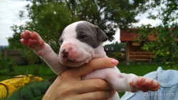 Stafordšírský teriér