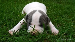 Stafordšírský teriér