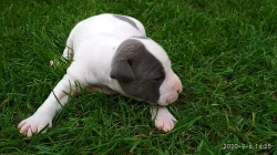 Stafordšírský teriér