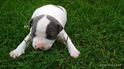 Stafordšírský teriér