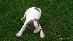 Stafordšírský teriér