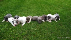 Stafordšírský teriér