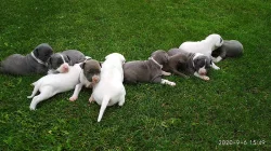 Stafordšírský teriér