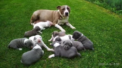 Stafordšírský teriér