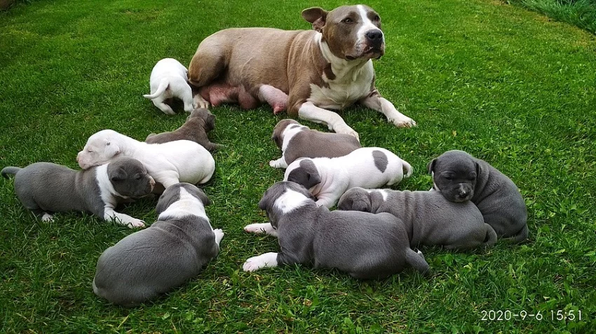 Stafordšírský teriér