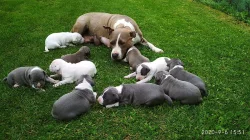 Stafordšírský teriér