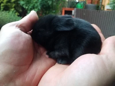 Prodam mlađata krali  Beran