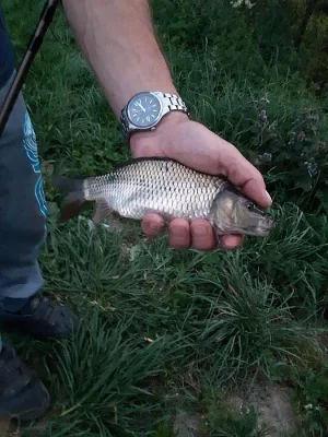 Násada Kapr