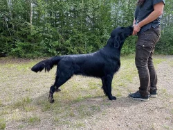 Štěňátka flat coated retrievera s PP