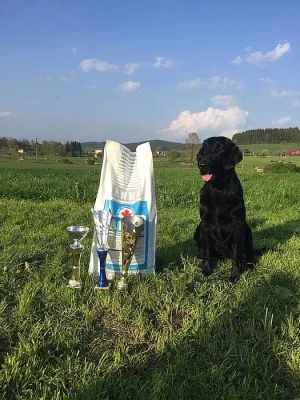 Štěňátka flat coated retrievera s PP