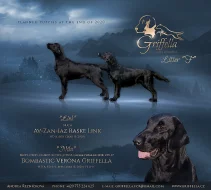 Štěňátka flat coated retrievera s PP