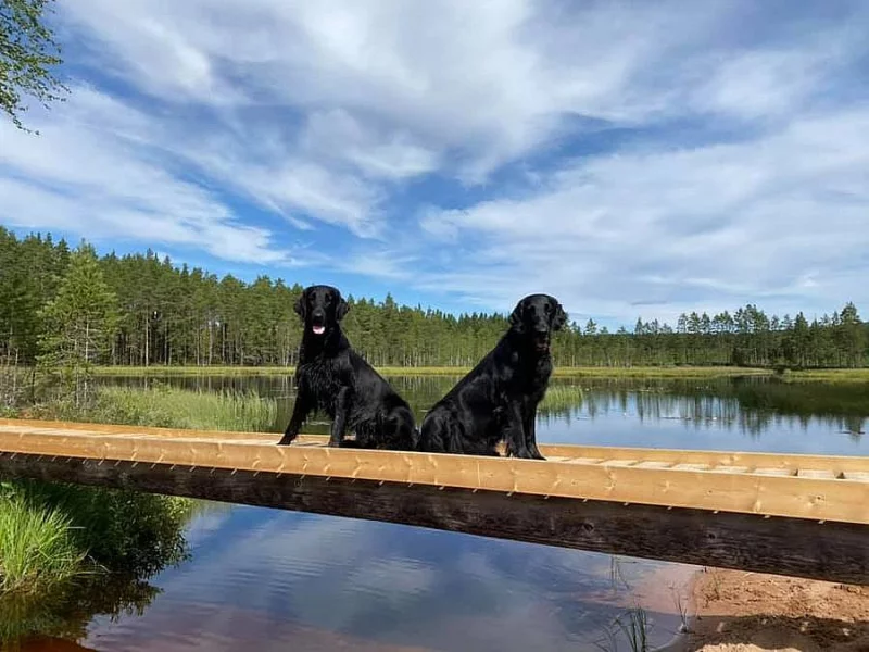 Štěňátka flat coated retrievera s PP