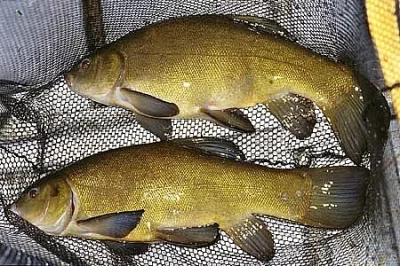 Nabízíme 500 kg tržní lína