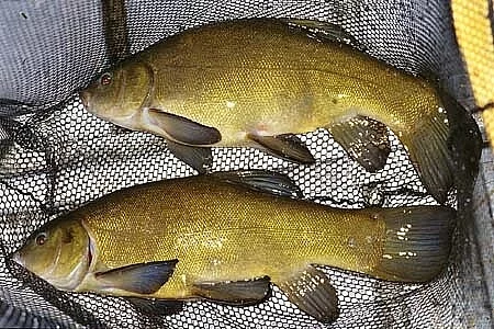 Nabízíme 500 kg tržní lína