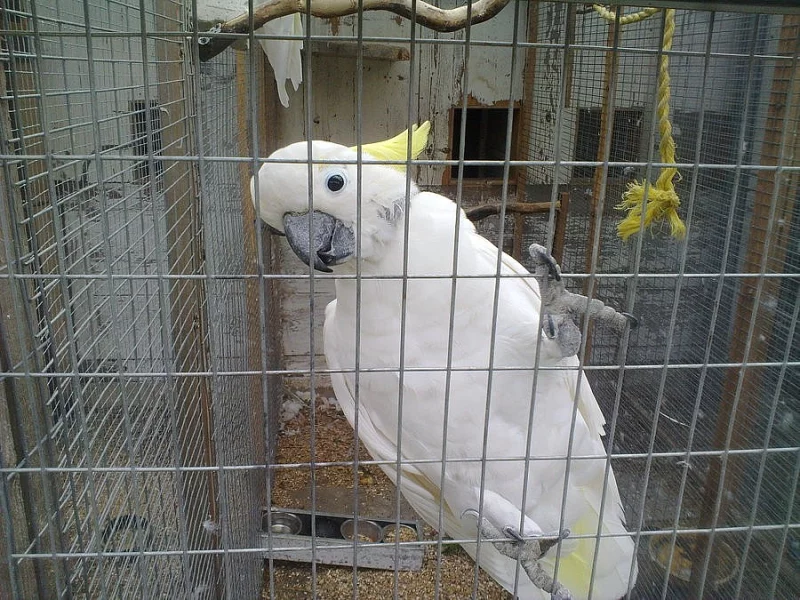 Kakadu žlutočečelatý eleonora