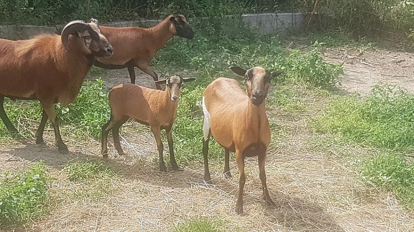 Prodám jehničku ovce kamerunské (3 měsíce)